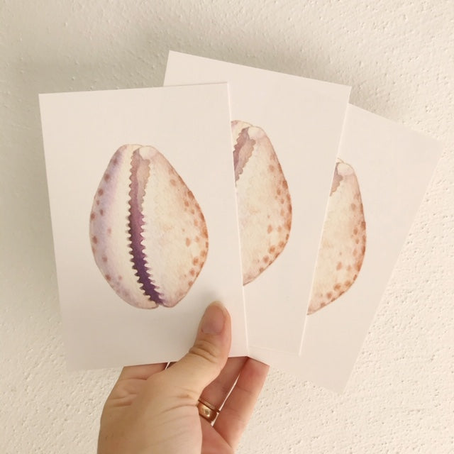 Water Color Cowrie Post Card