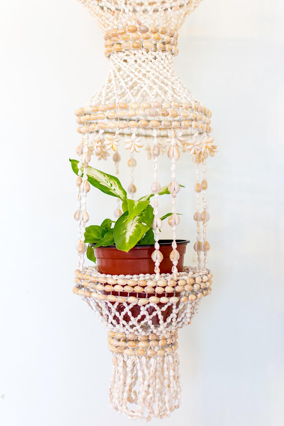 The Lucy Shell Plant Hanging – Ocean State of Mind PR