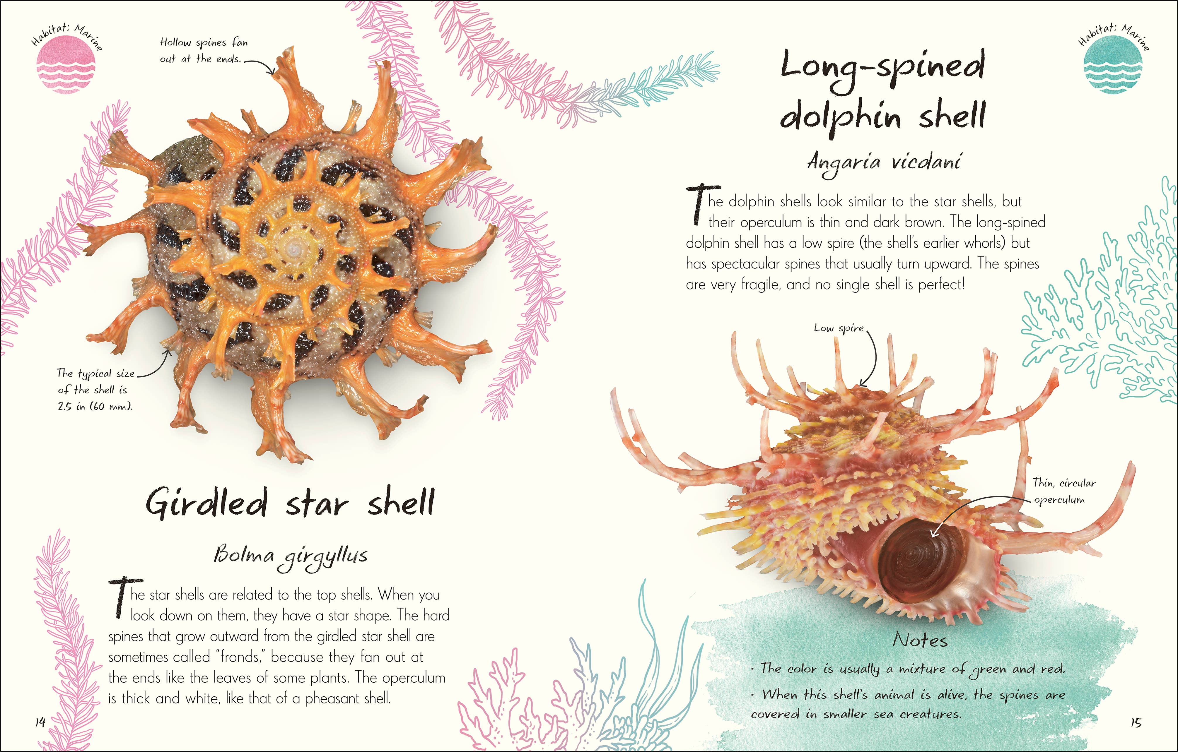 Anthology Shells