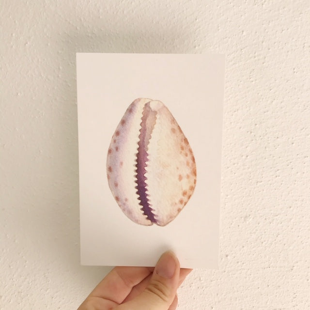 Water Color Cowrie Post Card