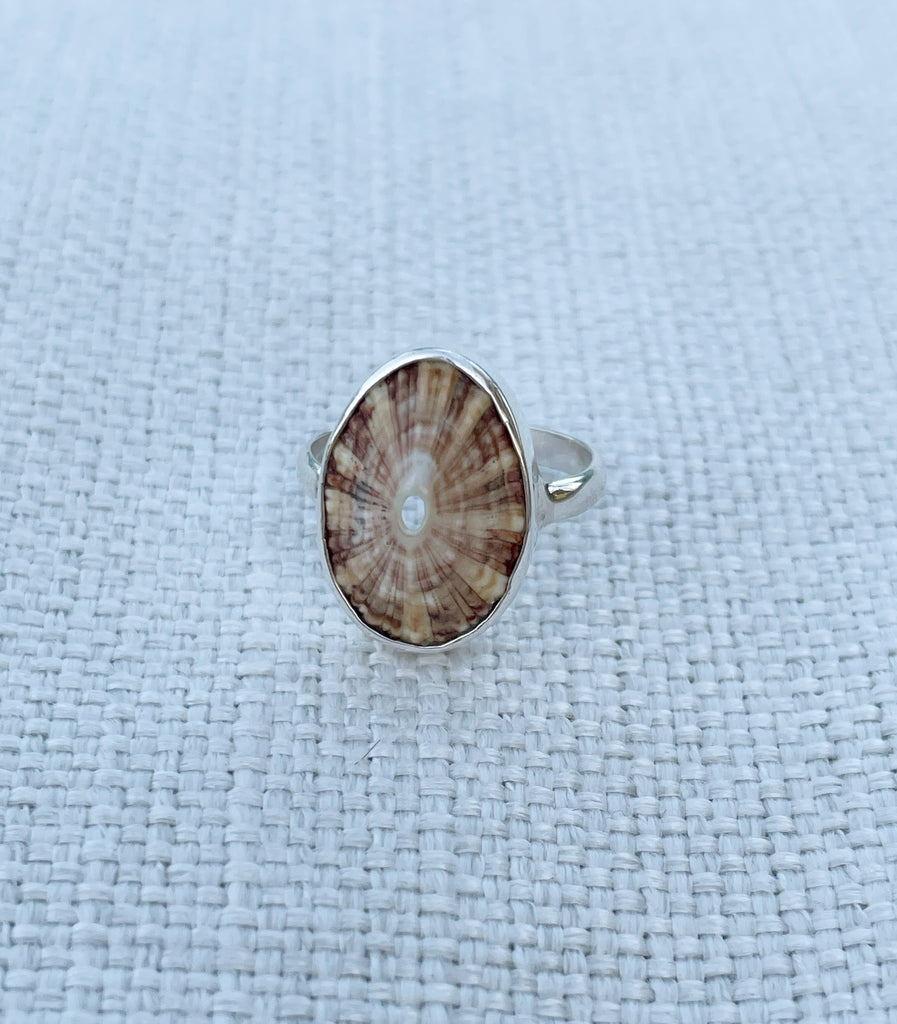 Limpet Shell Ring Size 5.5